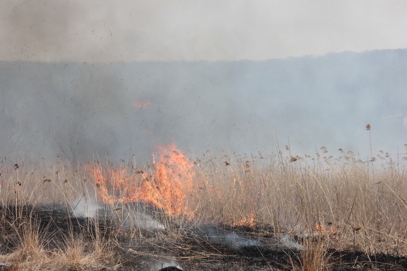 Госдума пообещала не щадить поджигателей лесов в Приморье