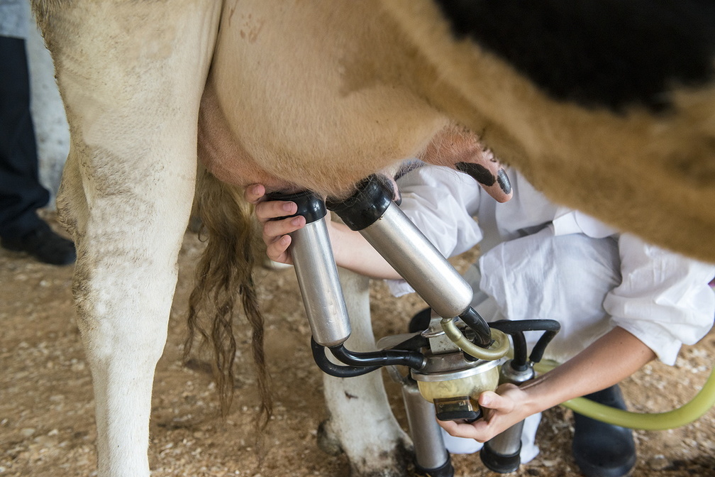 Надои молока увеличили в Приморье на 1,3%