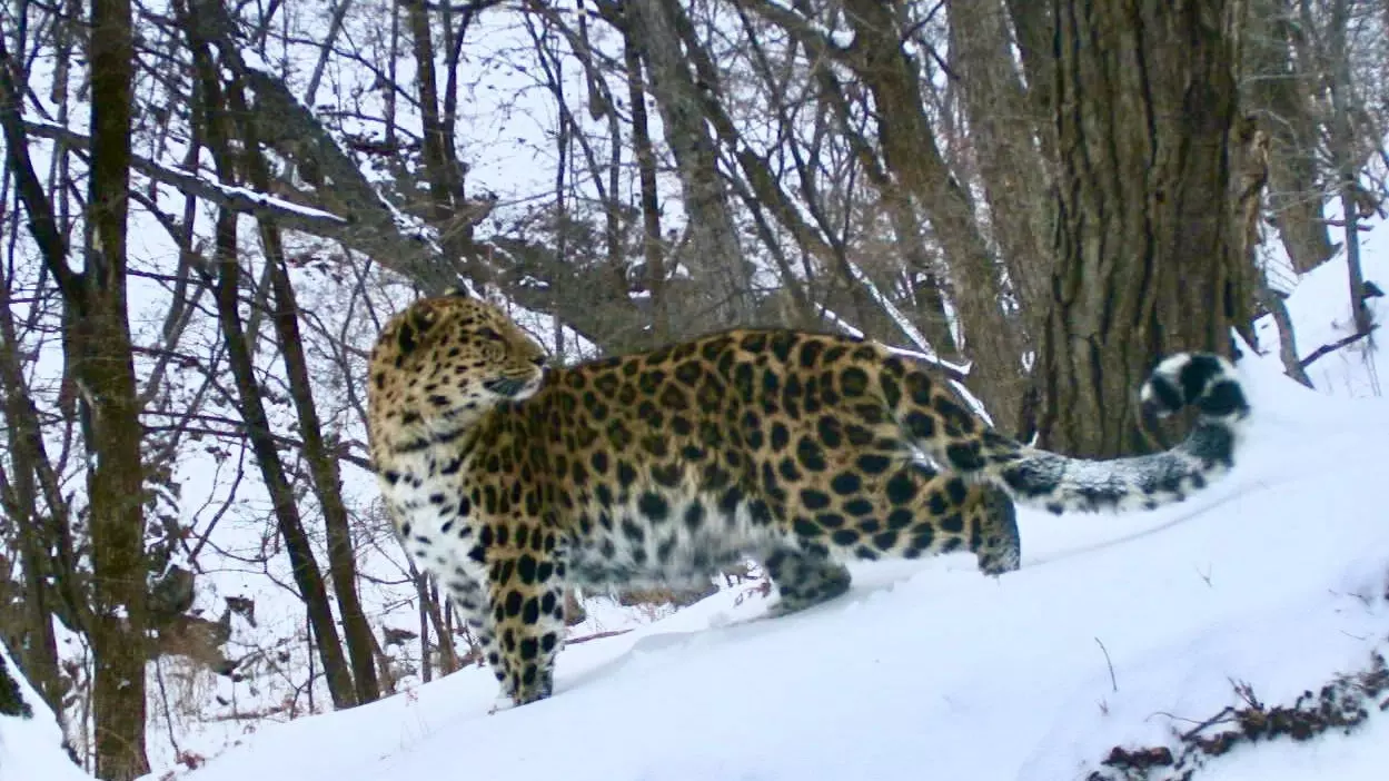 Популяция дальневосточного леопарда выросла в Приморье