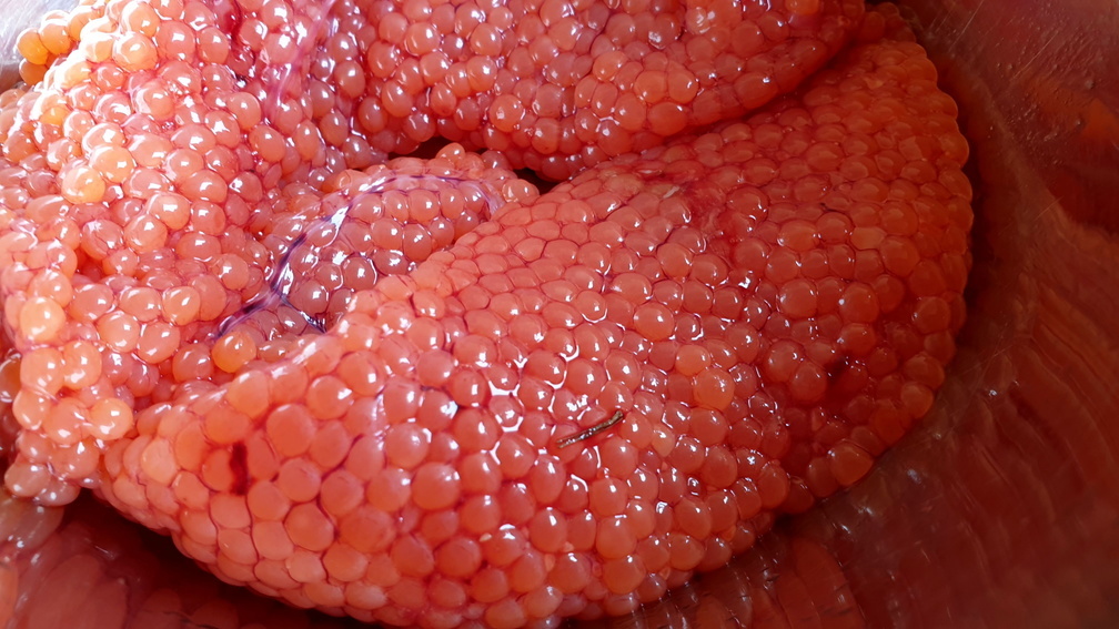 Сахалинские рыбоводные заводы переводят мальков лосося на отечественный корм